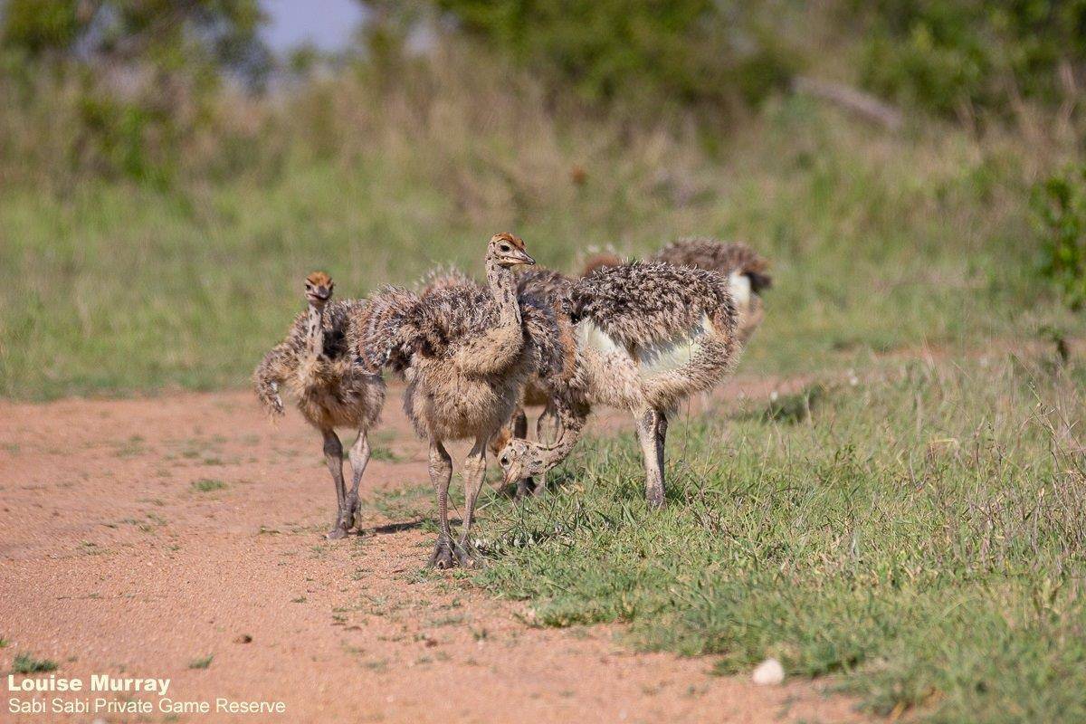 25Louise Murray Ostrich 07112020 1 Final 25Louise Murray Ostrich 07112020 1 Final