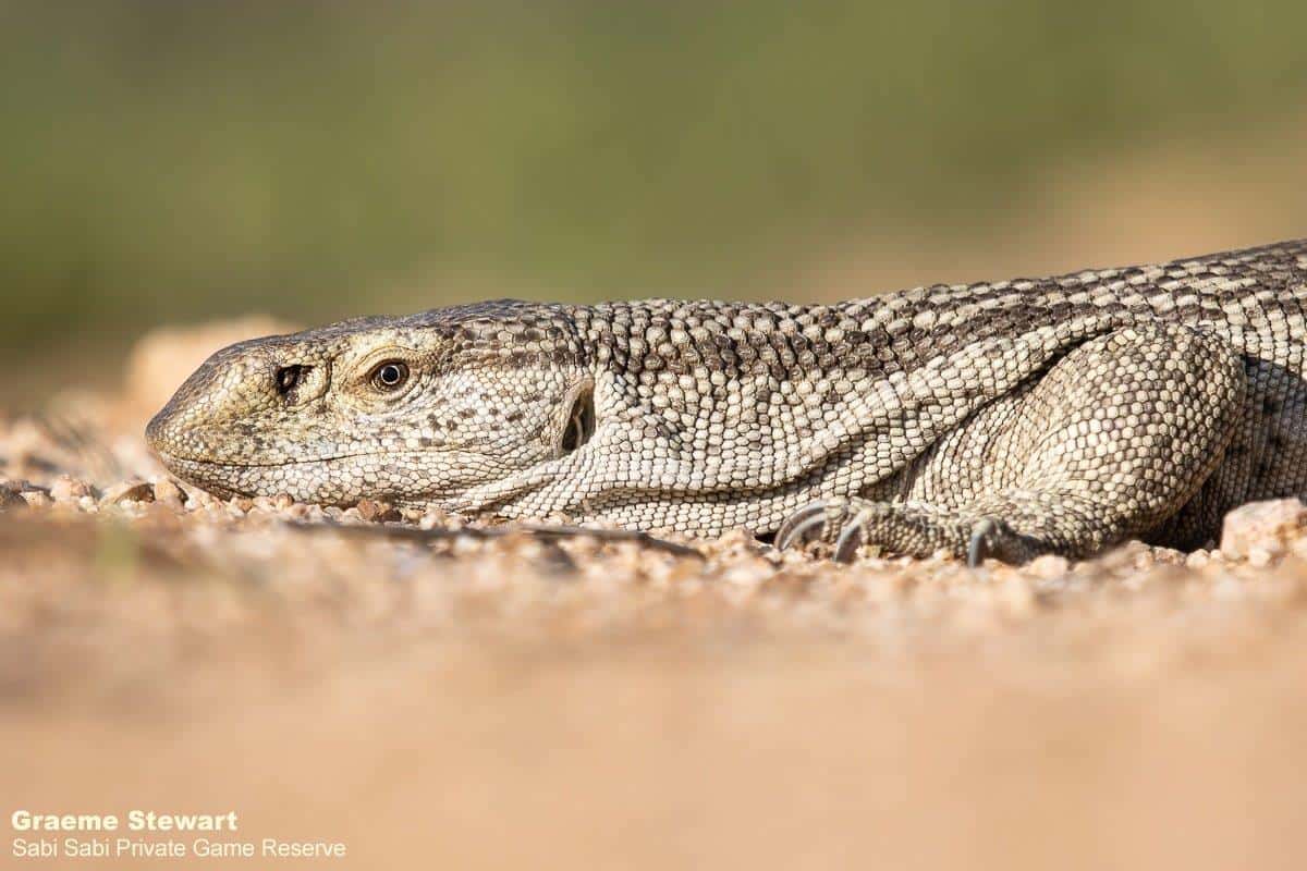 28Graeme Stewart Monitor Lizzzard 061120 Final 28Graeme Stewart Monitor Lizzzard 061120 Final