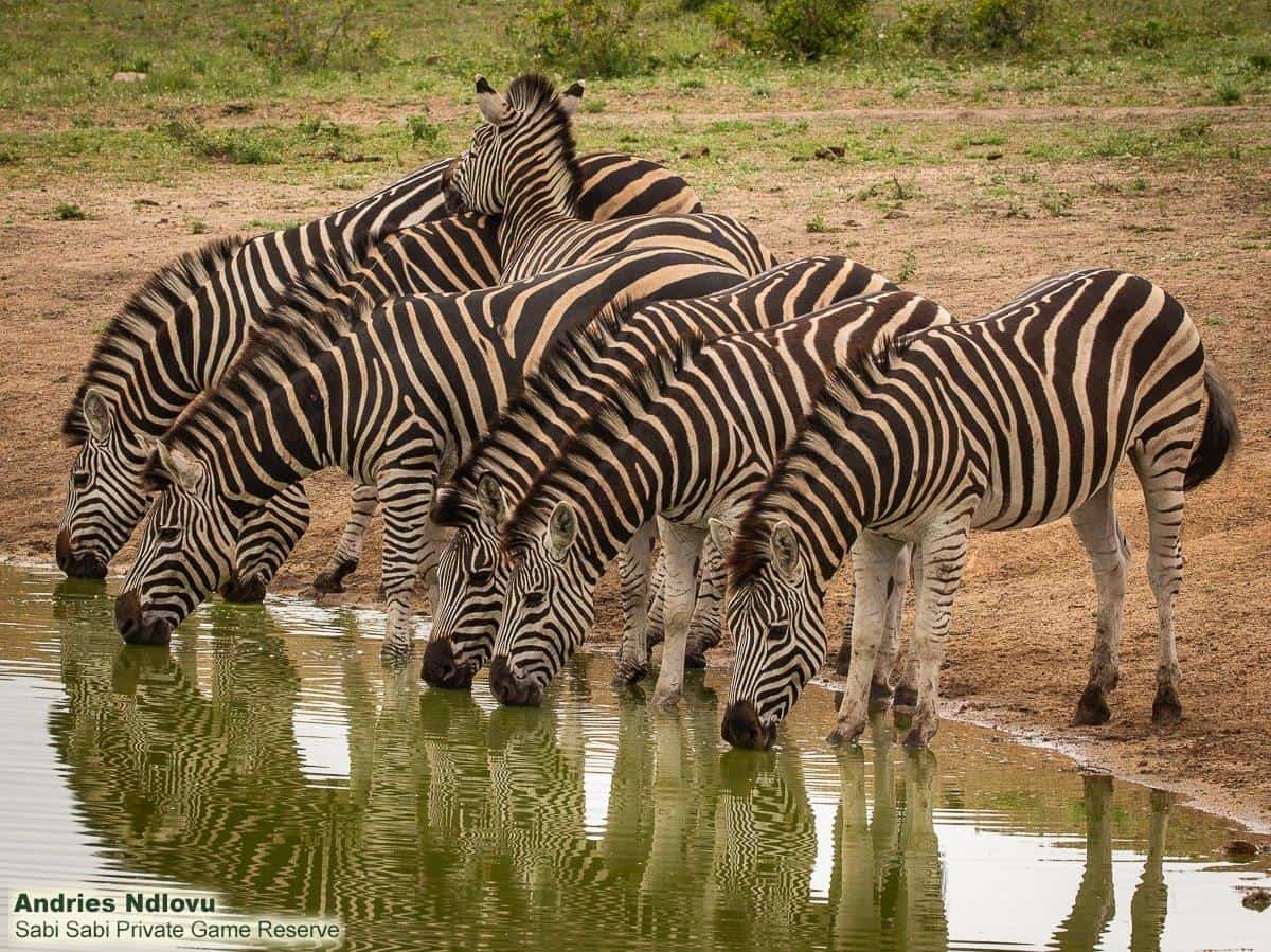 29andries Dazzel.zebra 021120 1 Final 29andries Dazzel.zebra 021120 1 Final