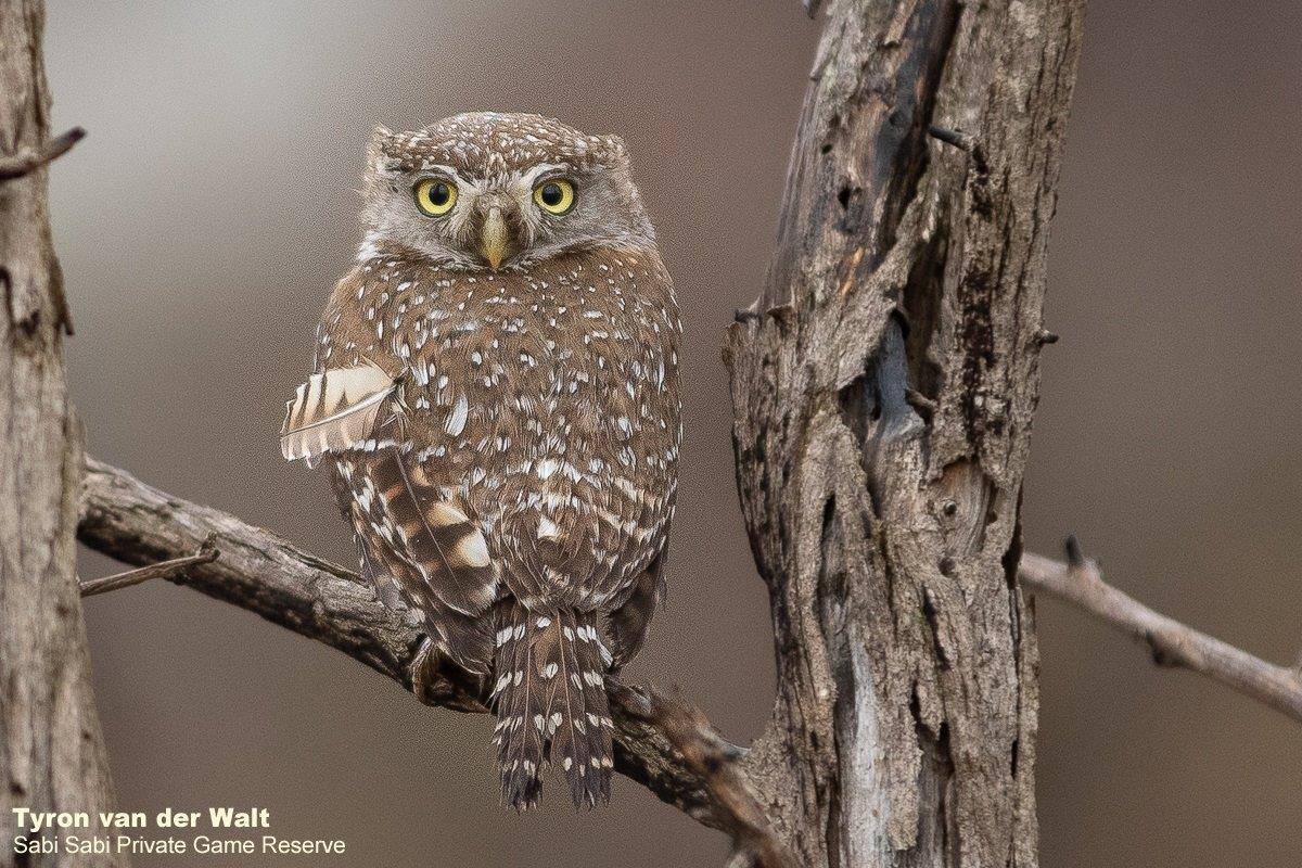30Tyron Van Der Walt Pearl Spotted Owlet 011020 2 Final 30Tyron Van Der Walt Pearl Spotted Owlet 011020 2 Final