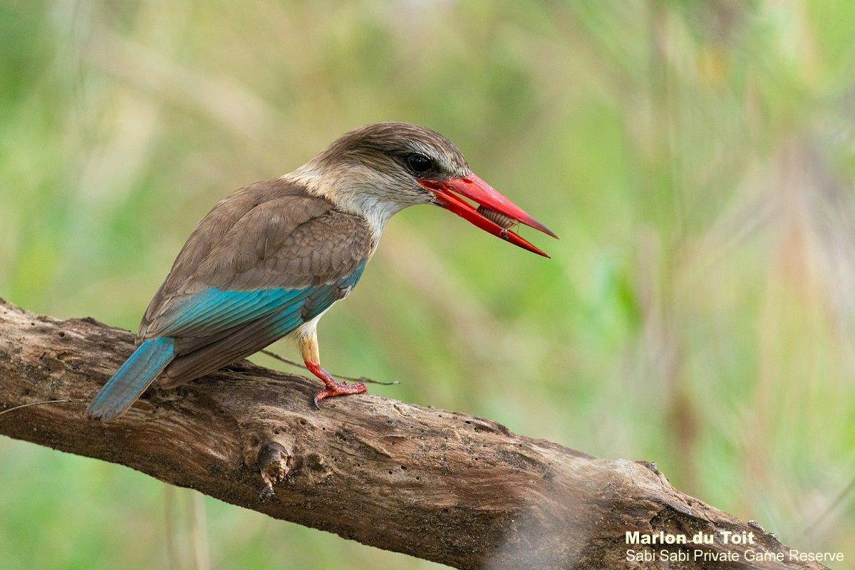 37Marlon Du Toit Brown Hooded Kingfisher Final 37Marlon Du Toit Brown Hooded Kingfisher Final