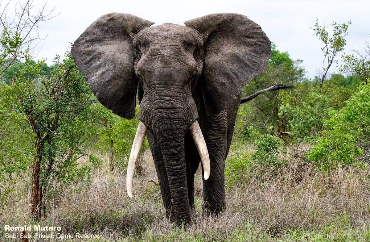40ronaldmutero Elephant 22112020 Final 40ronaldmutero Elephant 22112020 Final