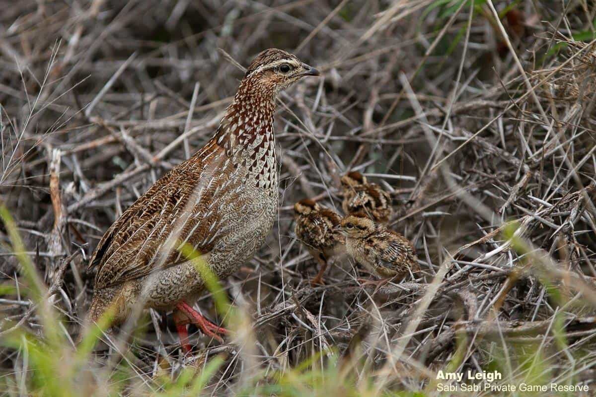 41Amy Leigh Crested Francolin 221120 Final 41Amy Leigh Crested Francolin 221120 Final