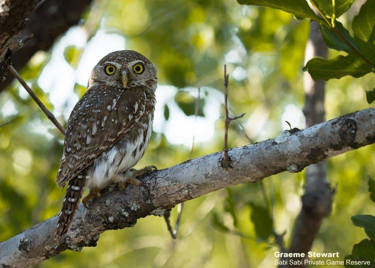 49Graeme Stewart Pearl Spotted Owlet 151120 Final 49Graeme Stewart Pearl Spotted Owlet 151120 Final
