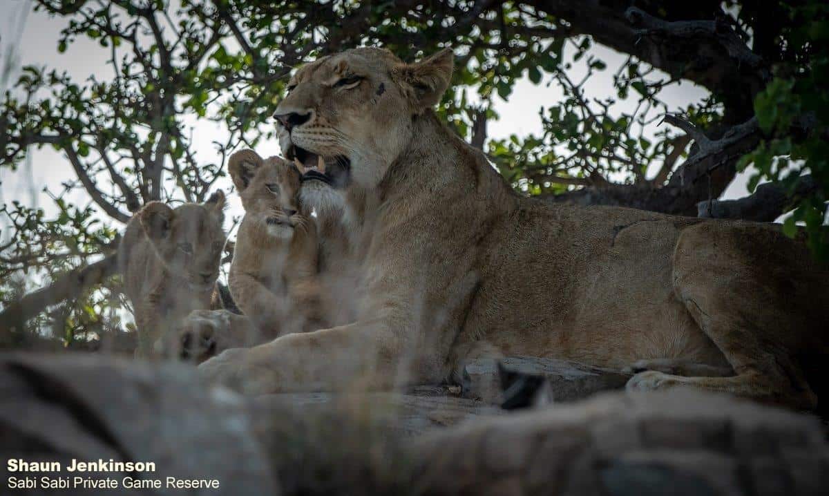 52Shaun Jenkinson SP Cubs 17 11 20 Final