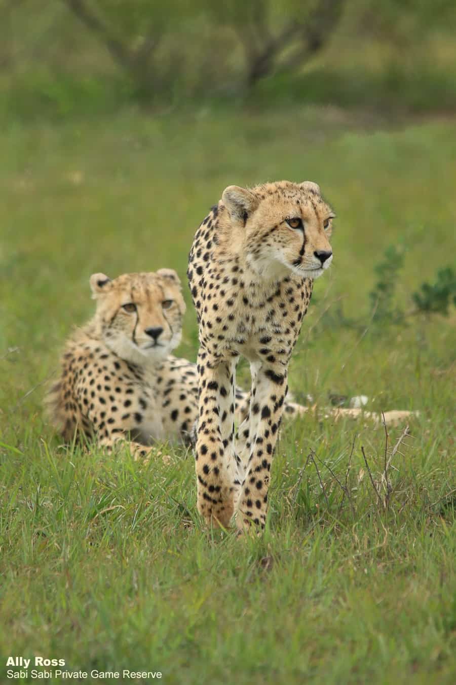 01Ally Ross 20201202 Cheetah And Cubs 01 Final 01Ally Ross 20201202 Cheetah And Cubs 01 Final