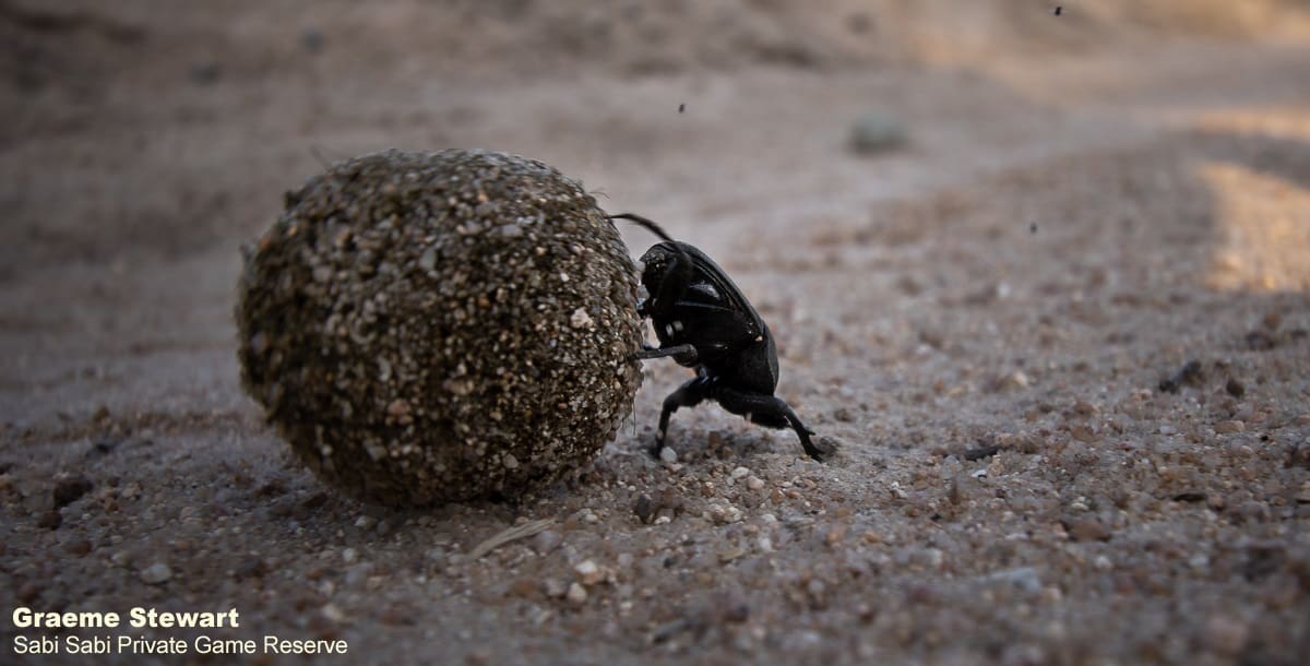 01Graeme Stewart Dung Beetle 071120 3 Final