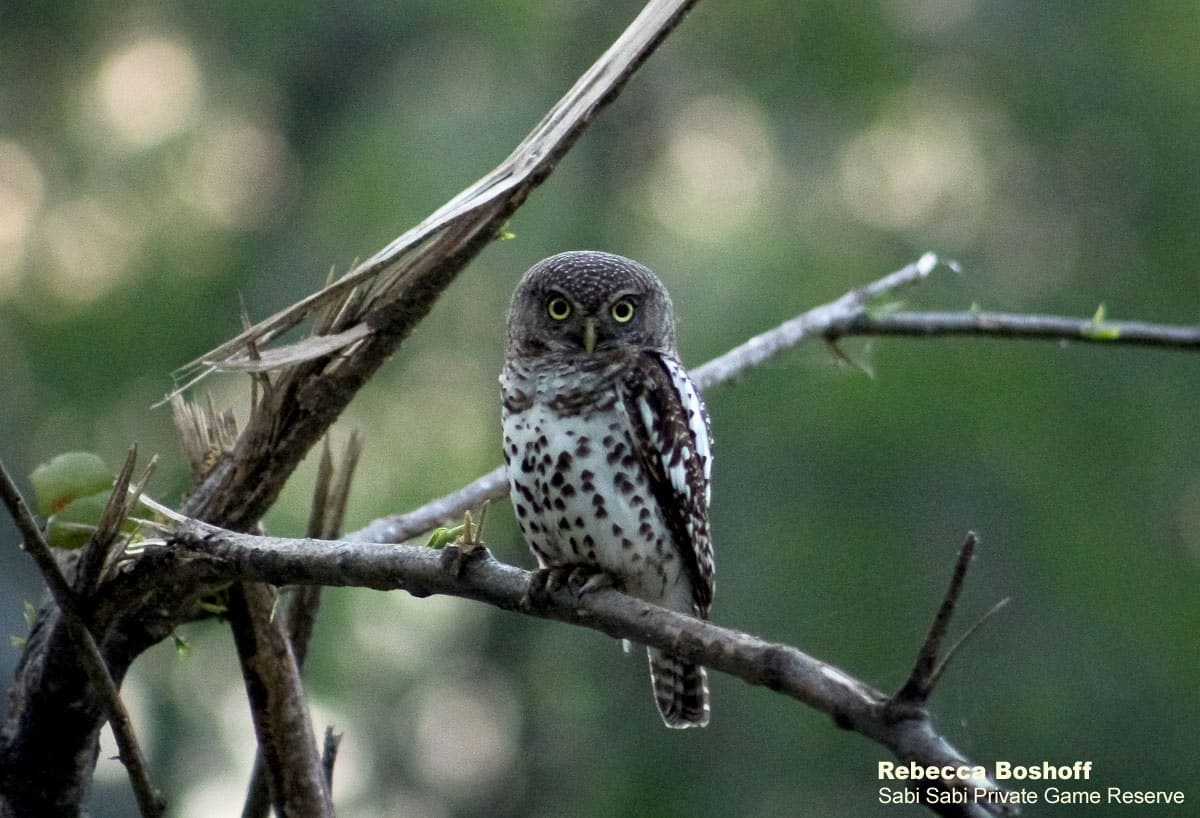 01Rebecca Boshoff Barred Owlet 1 29.10.2020 Final 01Rebecca Boshoff Barred Owlet 1 29.10.2020 Final