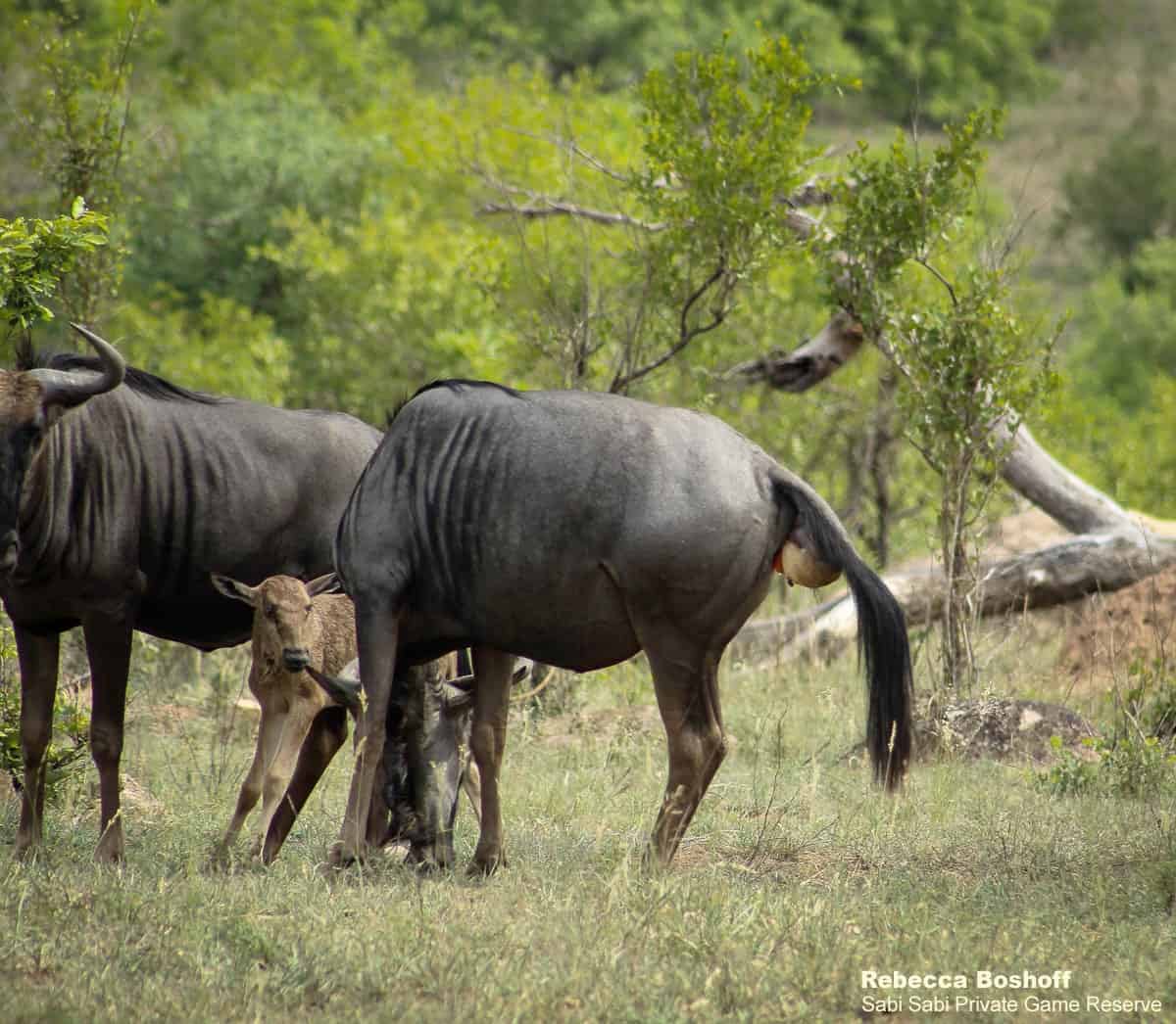 01Rebecca Boshoff Wildebeest Birth 1 10.12.2020 Final 01Rebecca Boshoff Wildebeest Birth 1 10.12.2020 Final