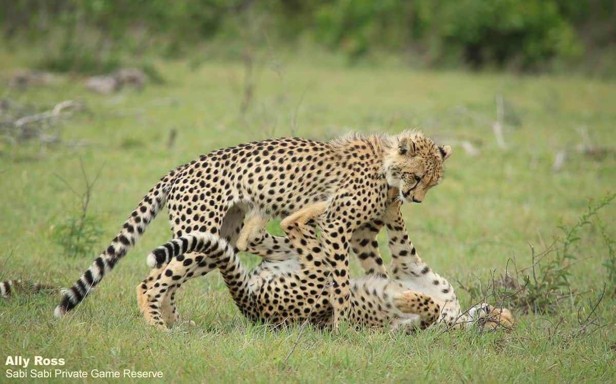 02Ally Ross 20201202 Cheetah And Cubs 04 Final 02Ally Ross 20201202 Cheetah And Cubs 04 Final