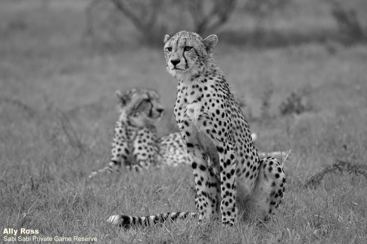 03Ally Ross 20201202 Cheetah And Cubs 02 Final 03Ally Ross 20201202 Cheetah And Cubs 02 Final