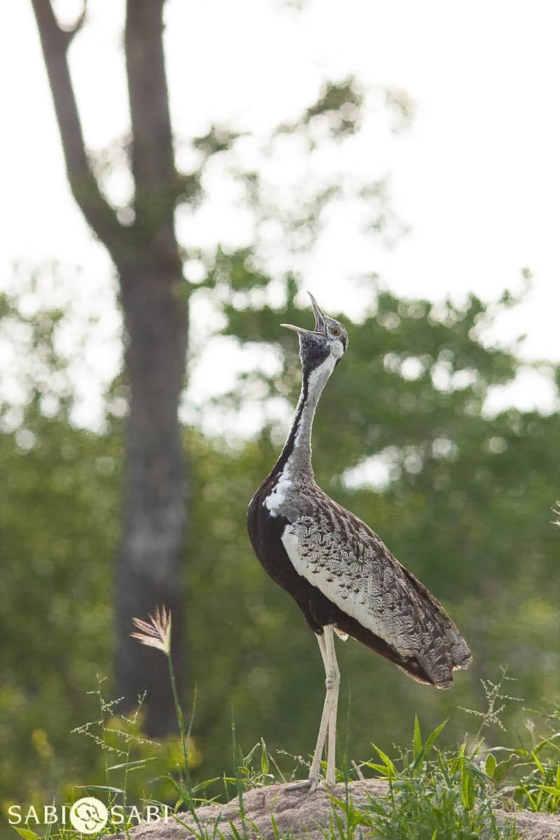 03Daniel Hitchings Black Bellied Bustard Calling 13012020 Final