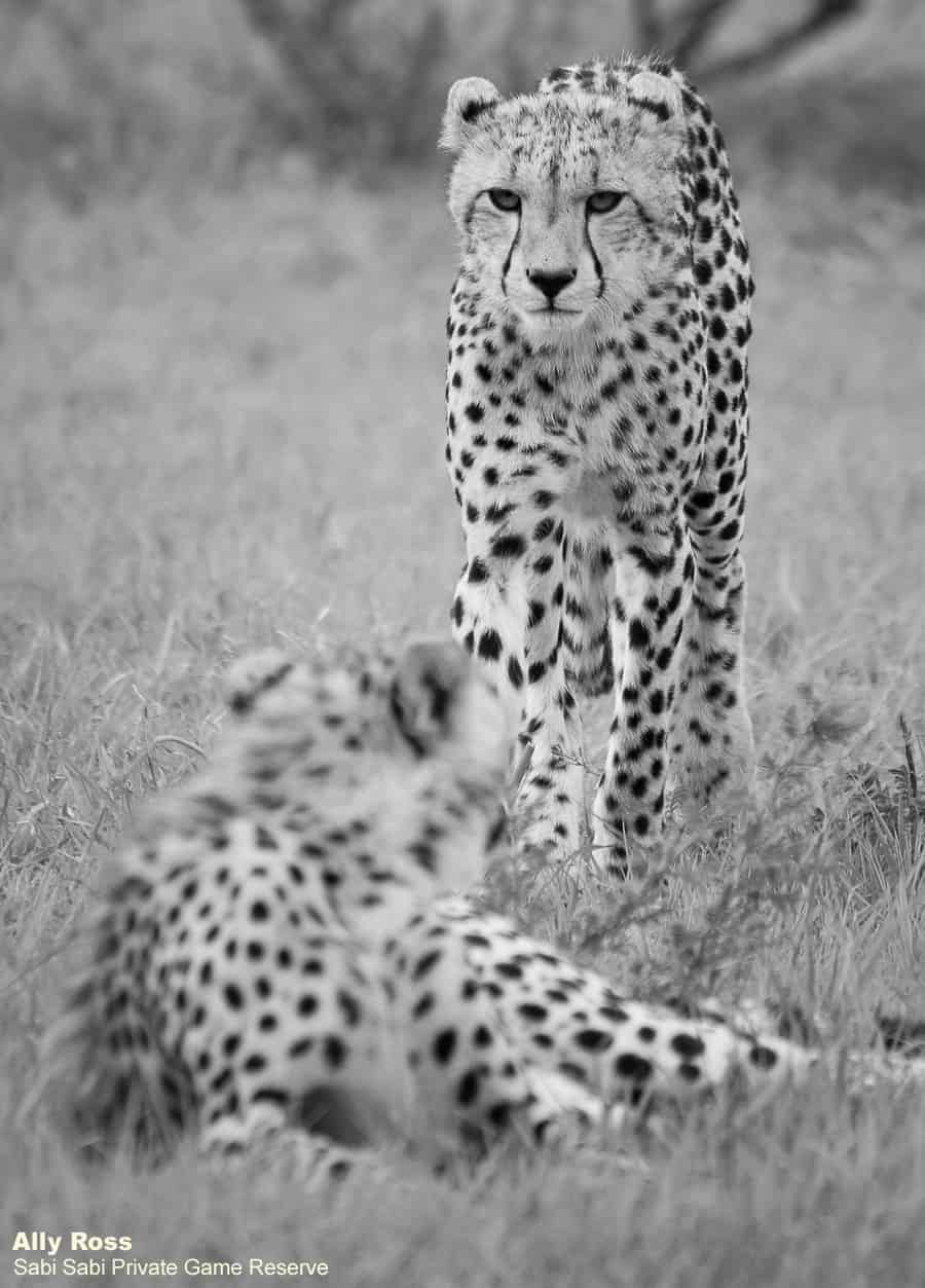 04Ally Ross 20201202 Cheetah And Cubs 09 Final 04Ally Ross 20201202 Cheetah And Cubs 09 Final