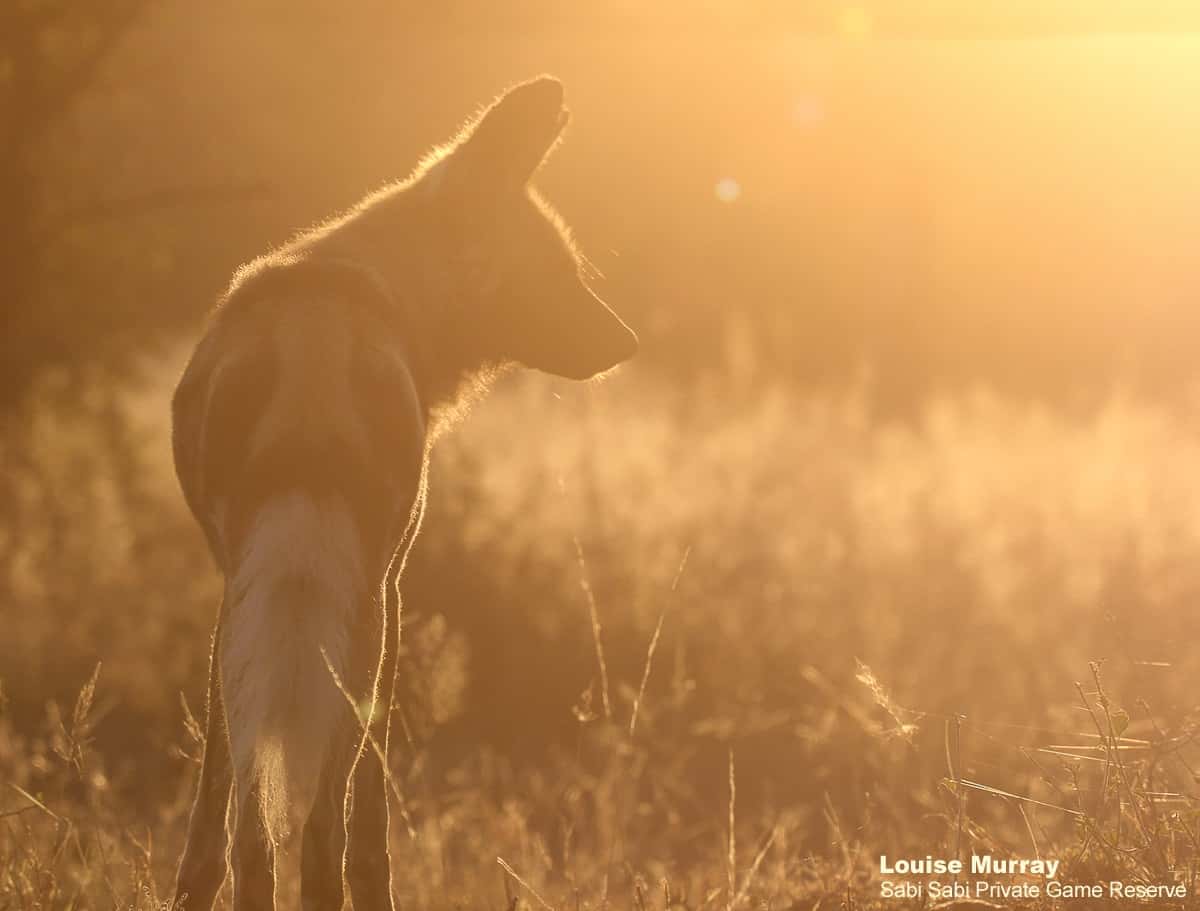 04Louise Murray Wilddogs 15072020 1 Final