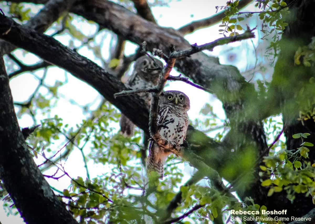 04Rebecca Boshoff Barred Owlet 7 29.10.2020 Final 04Rebecca Boshoff Barred Owlet 7 29.10.2020 Final
