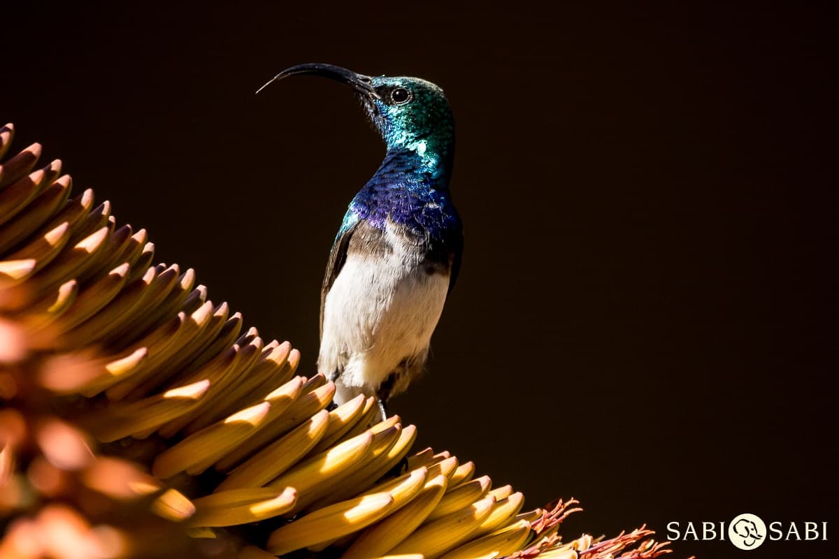 04Sheldon Hooper White Bellied Sunbird Final 04Sheldon Hooper White Bellied Sunbird Final