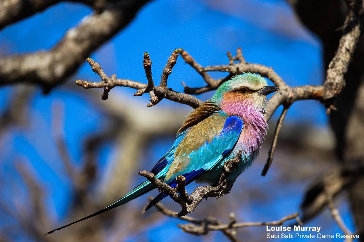 05Louise Murray 30082018 Lilac Breasted Roller Final