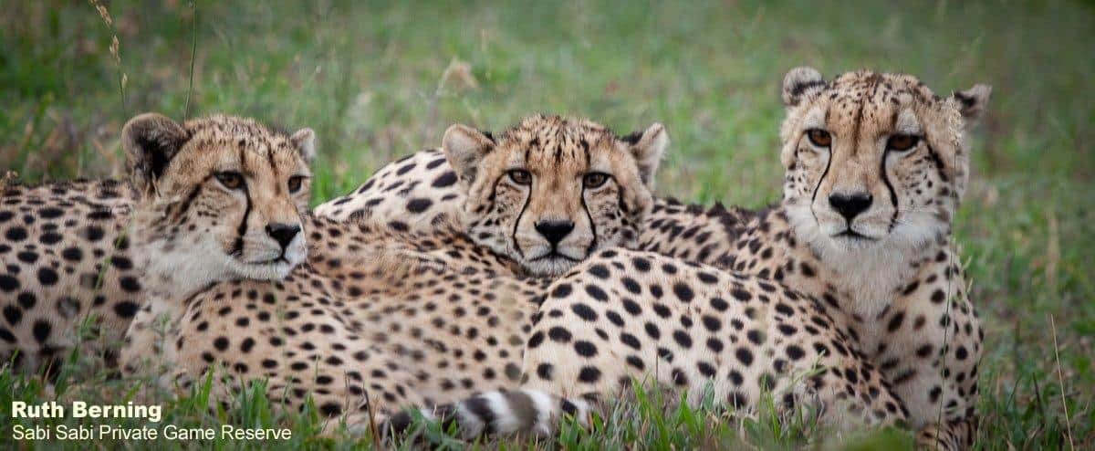 05Ruth Berning 3 Cheetah 02122020 1 Final