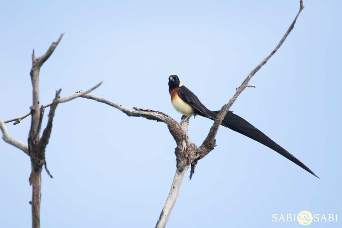 05Sheldon Hooper Long Tailed Paradise Whydah 12 01 17 Final 05Sheldon Hooper Long Tailed Paradise Whydah 12 01 17 Final