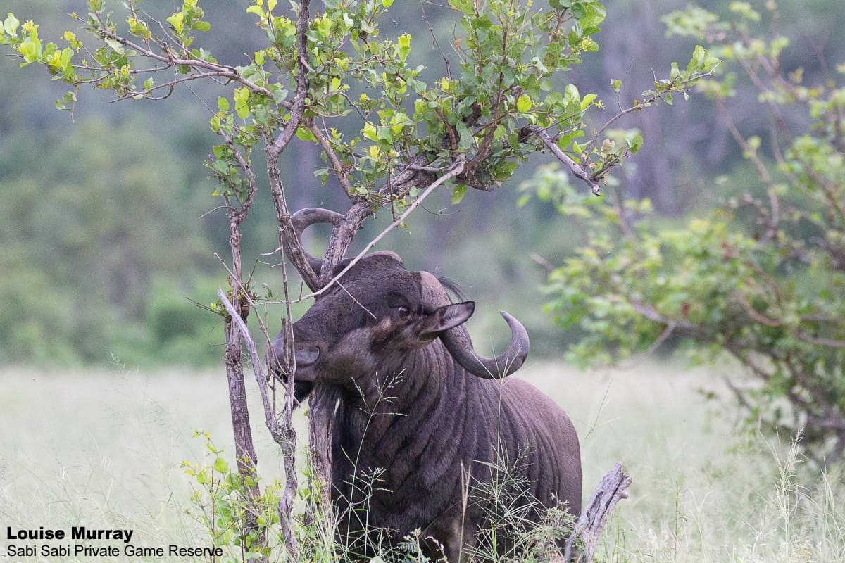 06Louise Murray Wildebeest 06032019 Final