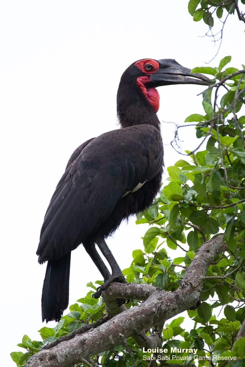 06Louise Murray Southern Ground Hornbill 04022019 Final 06Louise Murray Southern Ground Hornbill 04022019 Final