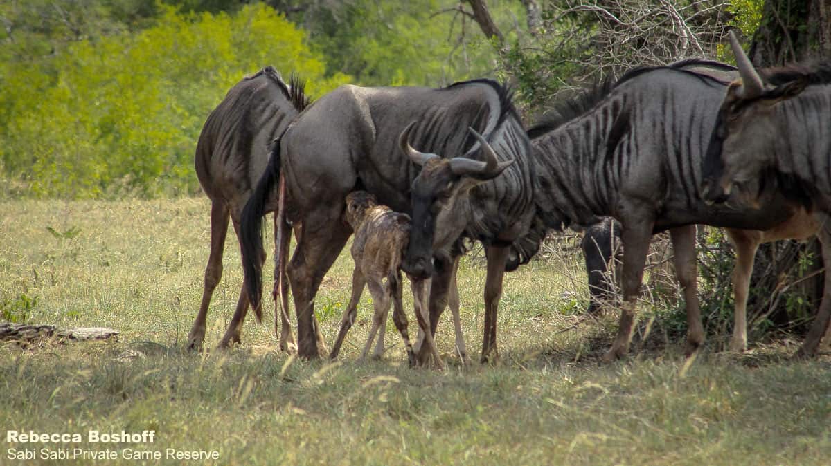 15Rebecca Boshoff Wildebeest Birth 15 10.12.2020 Final 15Rebecca Boshoff Wildebeest Birth 15 10.12.2020 Final
