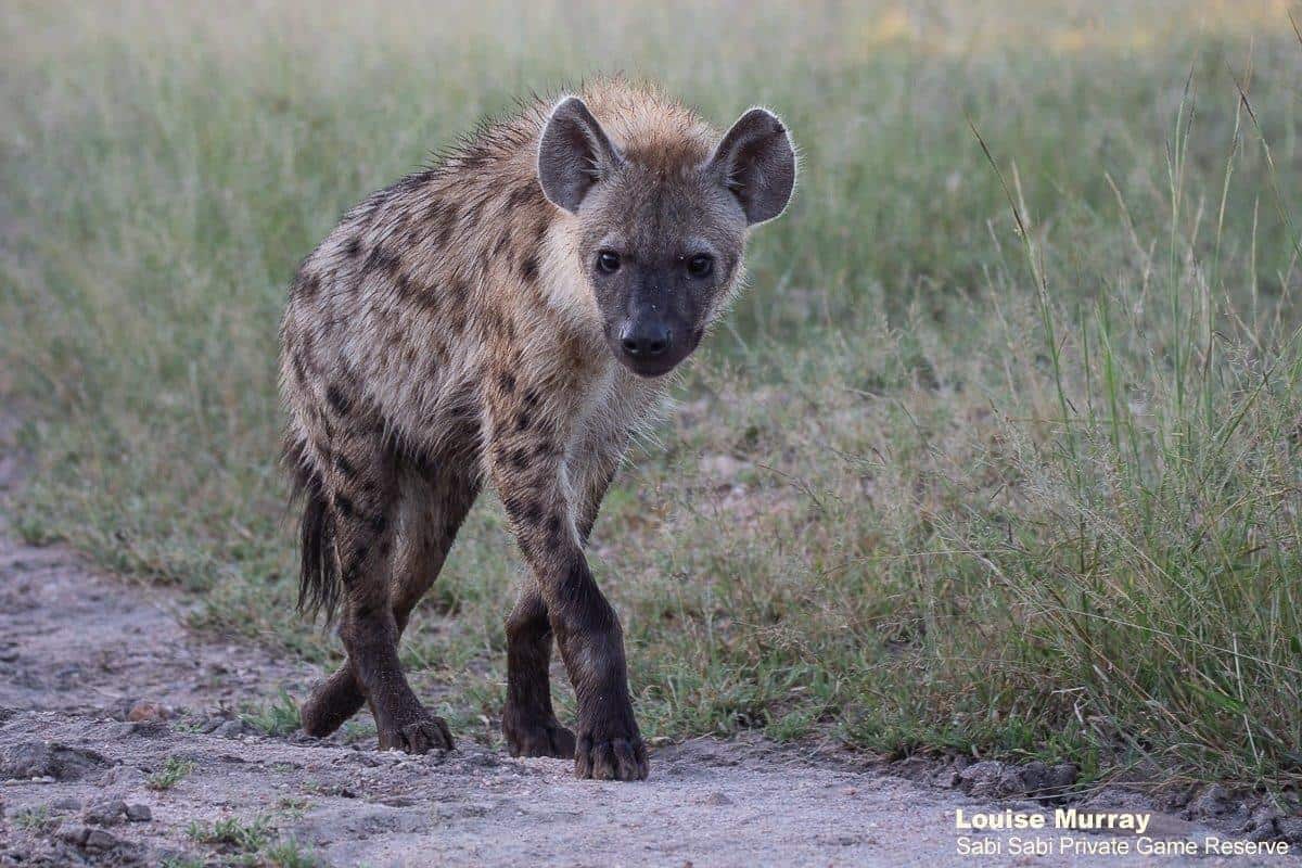 24Louise Murray Hyena 27022020 Final 24Louise Murray Hyena 27022020 Final