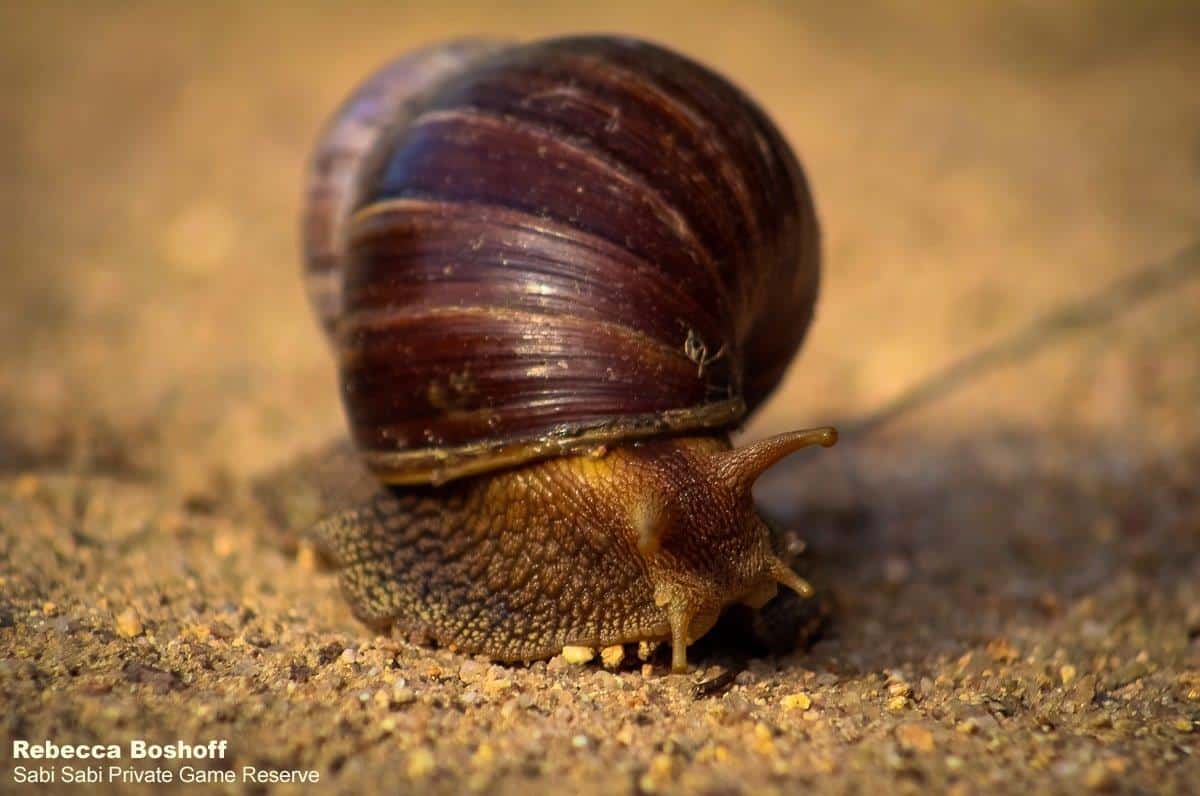 26Rebecca Boshoff Giant Landsnail 1 1.12.2020 Final 26Rebecca Boshoff Giant Landsnail 1 1.12.2020 Final
