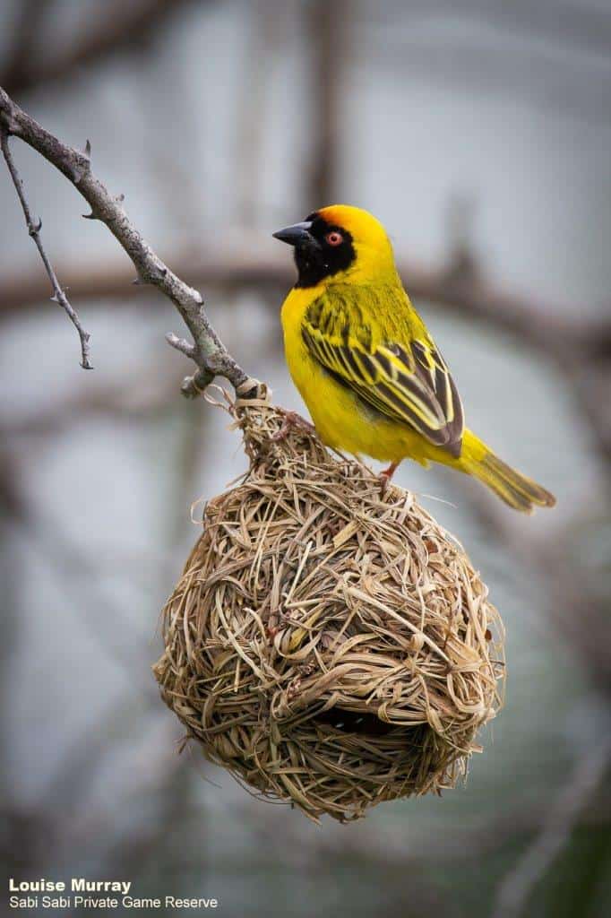 29Louise Murray Southern Masked Weaver 05122020 Final 29Louise Murray Southern Masked Weaver 05122020 Final