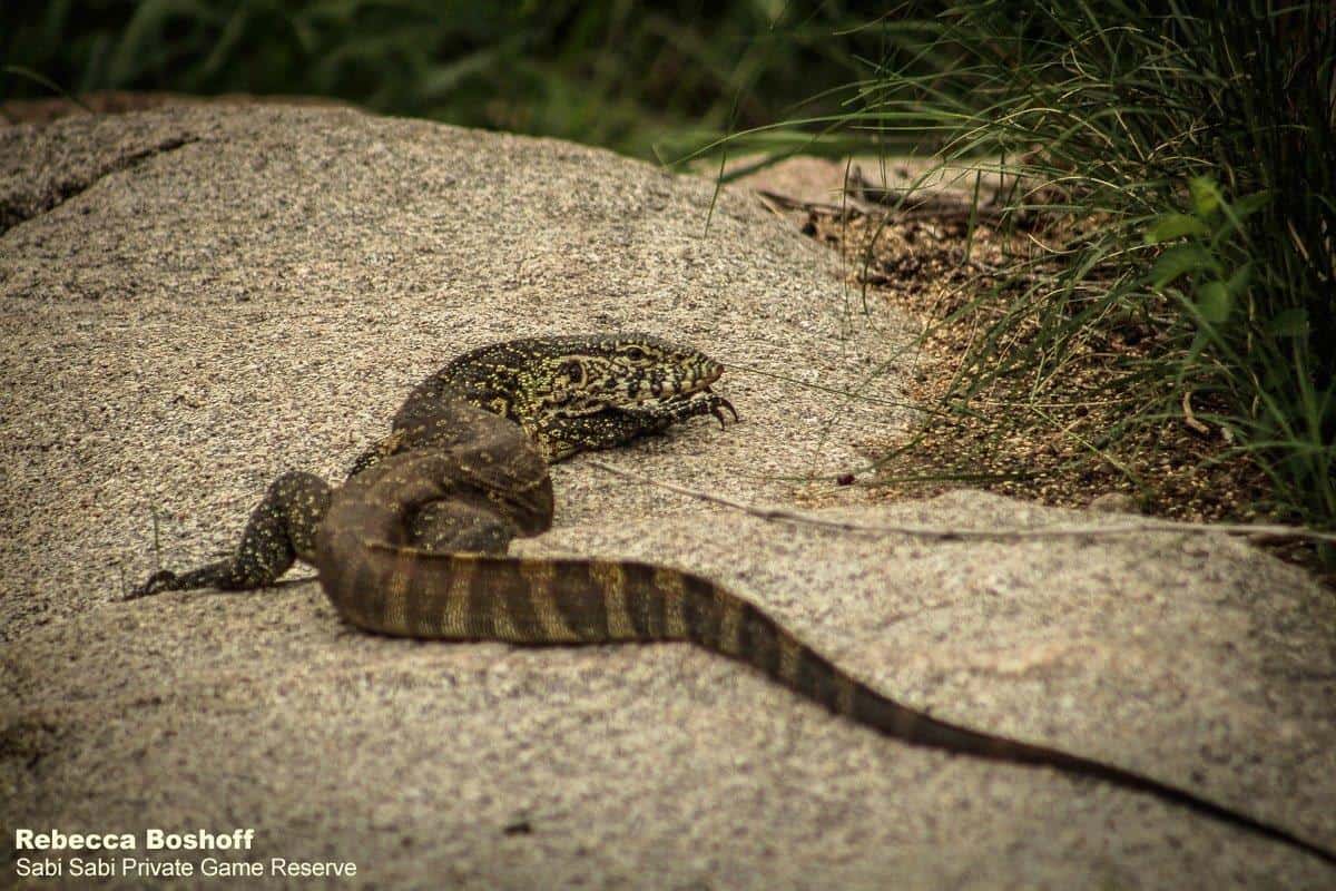 30Rebecca Boshoff Water Monitor 05.12.2020 Edit Final 30Rebecca Boshoff Water Monitor 05.12.2020 Edit Final
