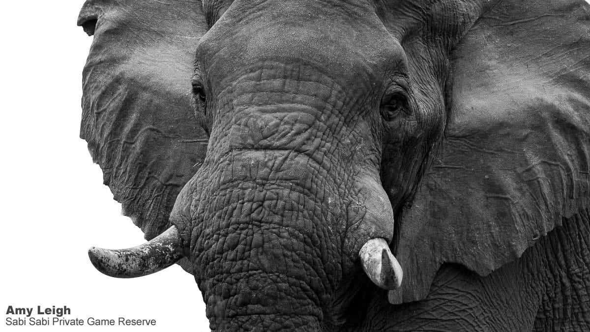 35Amy Roberts Monochrome Elephant 050920 Final 35Amy Roberts Monochrome Elephant 050920 Final