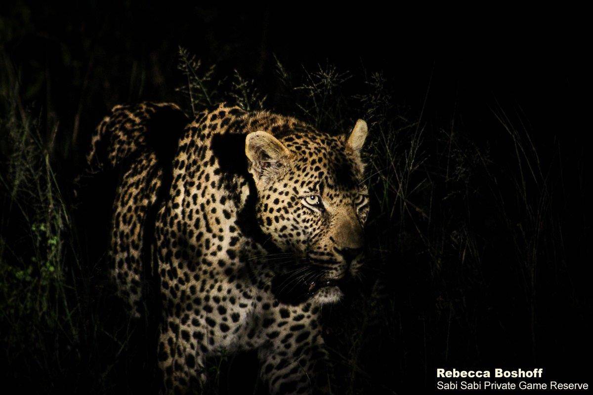 35Rebecca Boshoff Nweti 3 09.12.2020 Final 35Rebecca Boshoff Nweti 3 09.12.2020 Final