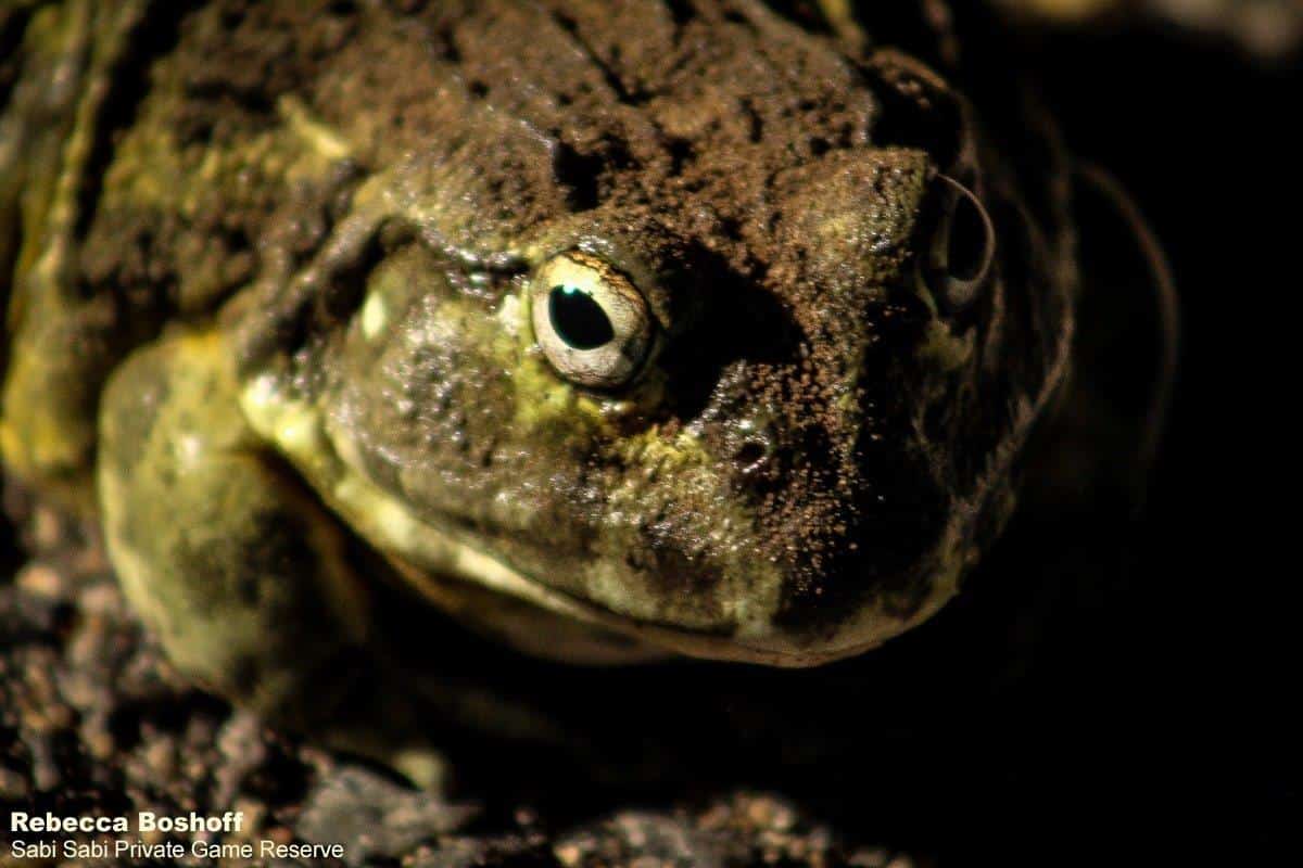 41Rebecca Boshoff African Bullfrog 2 17.12.2020 Final 41Rebecca Boshoff African Bullfrog 2 17.12.2020 Final