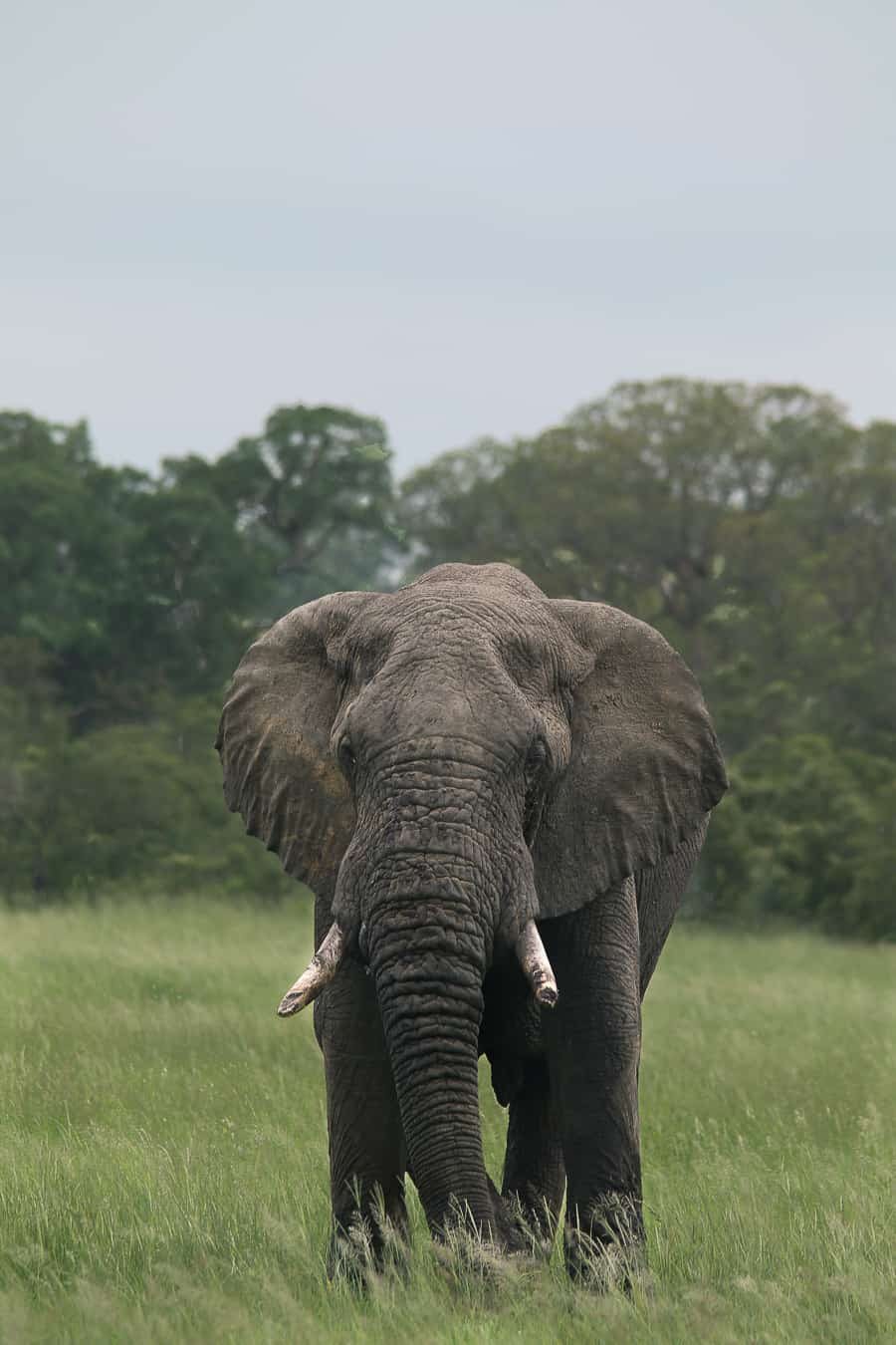 49 Ally Ross 20201228 Elephant Bull 01 49 Ally Ross 20201228 Elephant Bull 01