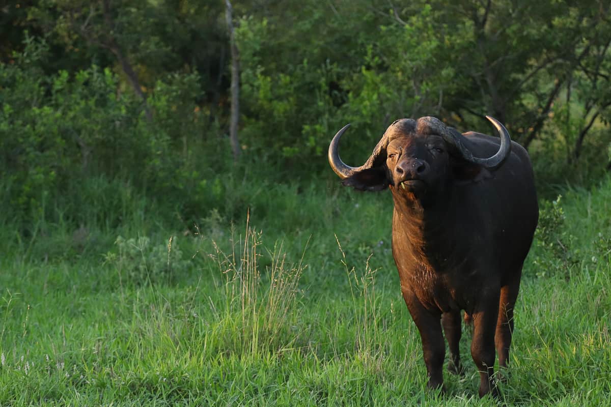 50 Marco Vietti Buffalo 271220 50 Marco Vietti Buffalo 271220