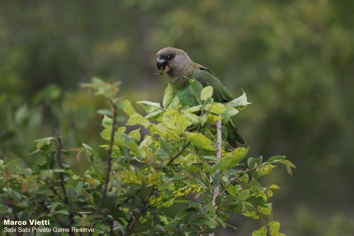 51Marco Vietti Brown Headed Parrot 081220 Final 51Marco Vietti Brown Headed Parrot 081220 Final