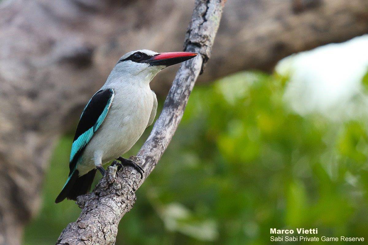 52Marco Vietti Woodland Kingfisher 100320 Final 52Marco Vietti Woodland Kingfisher 100320 Final