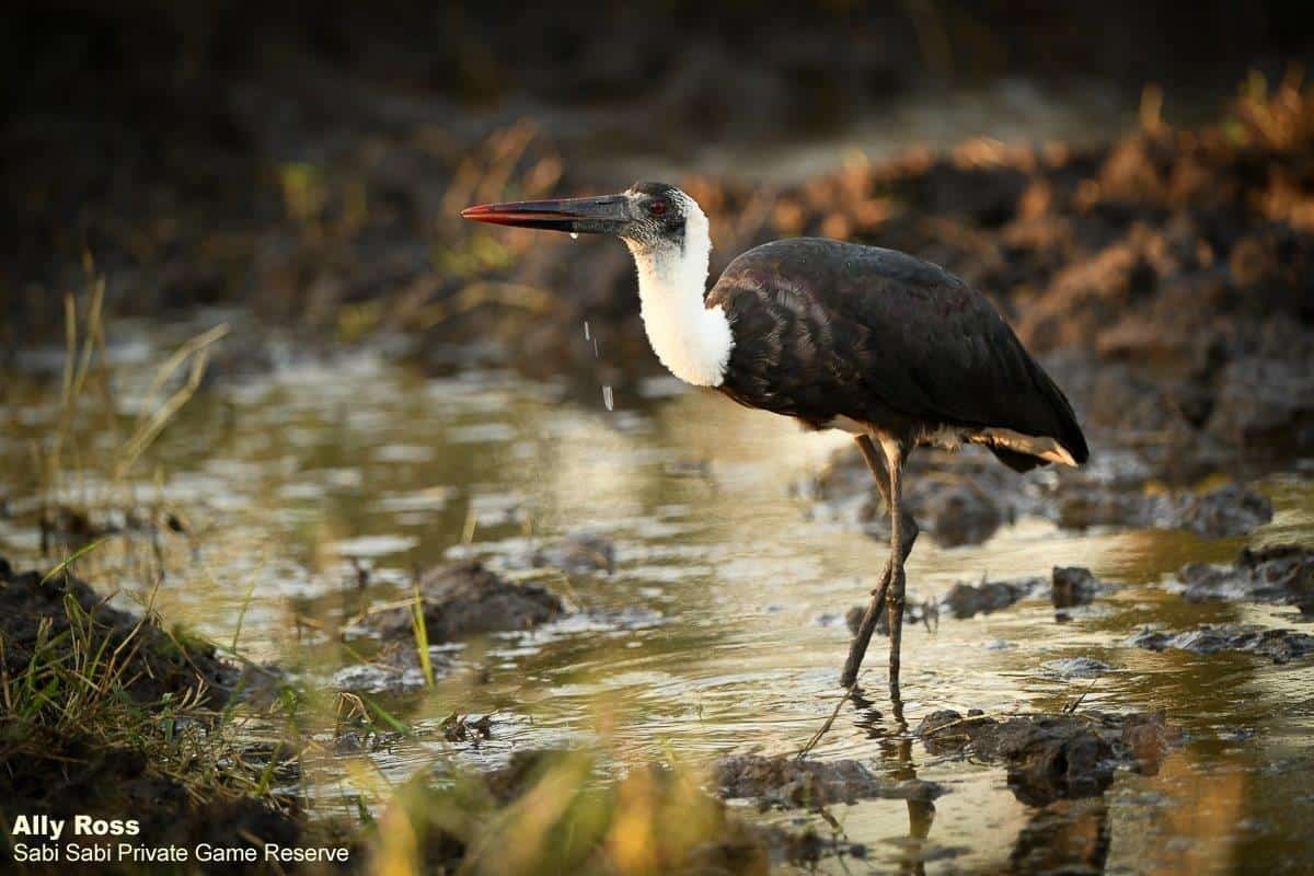 01Ally Ross 202000531 Wooly Necked Stork 01 Final