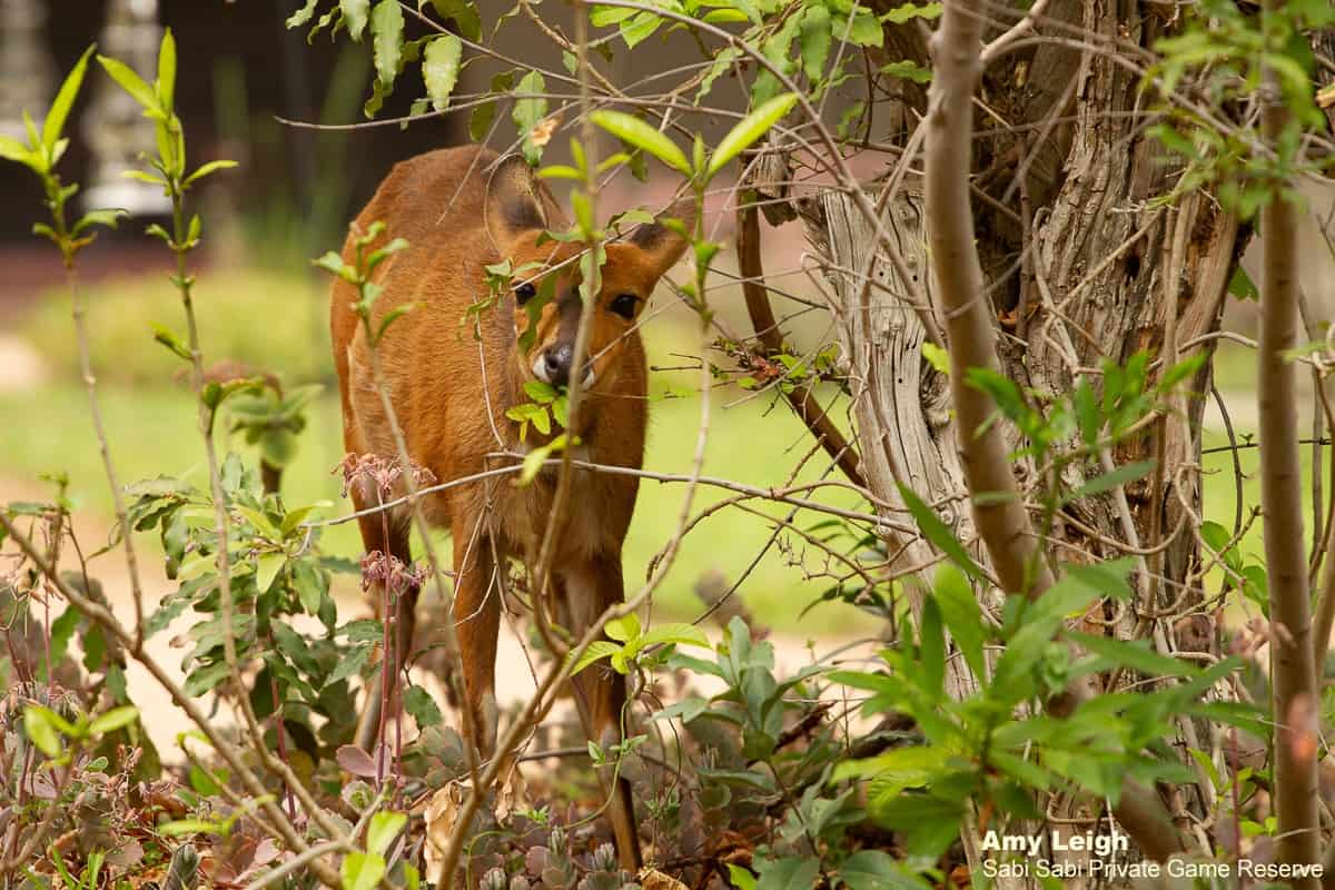 01Amy Leigh Bushbuck Feeding On Leaves Final 01Amy Leigh Bushbuck Feeding On Leaves Final
