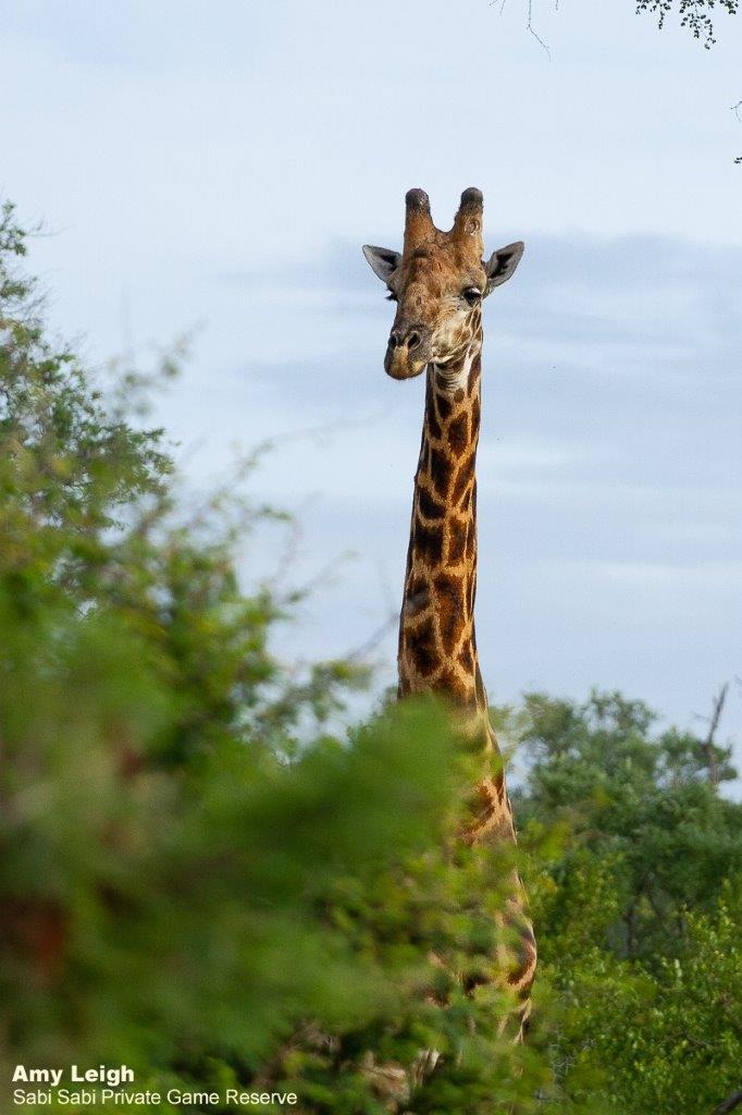 03Amy Leigh Giraffe 1 240121 Final