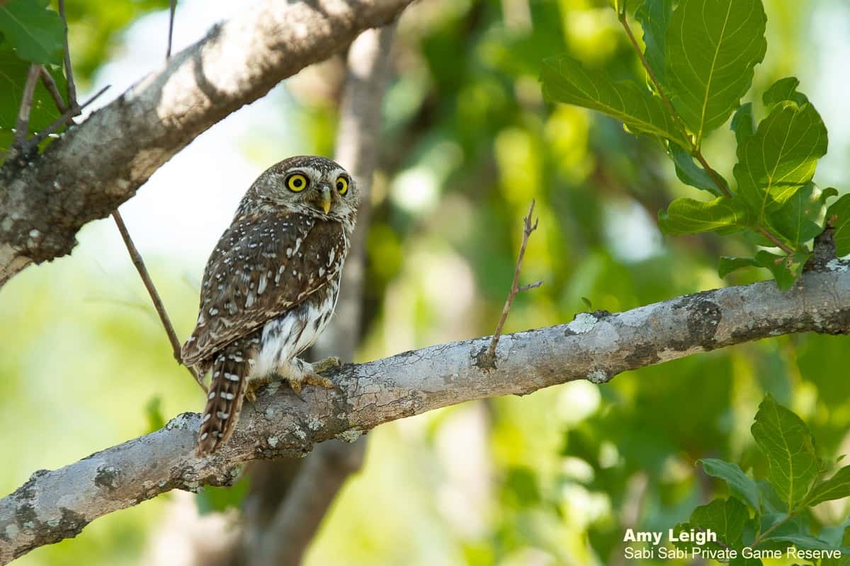 04Amy Leigh Pearl Spotted Owlet 2 151120 Final