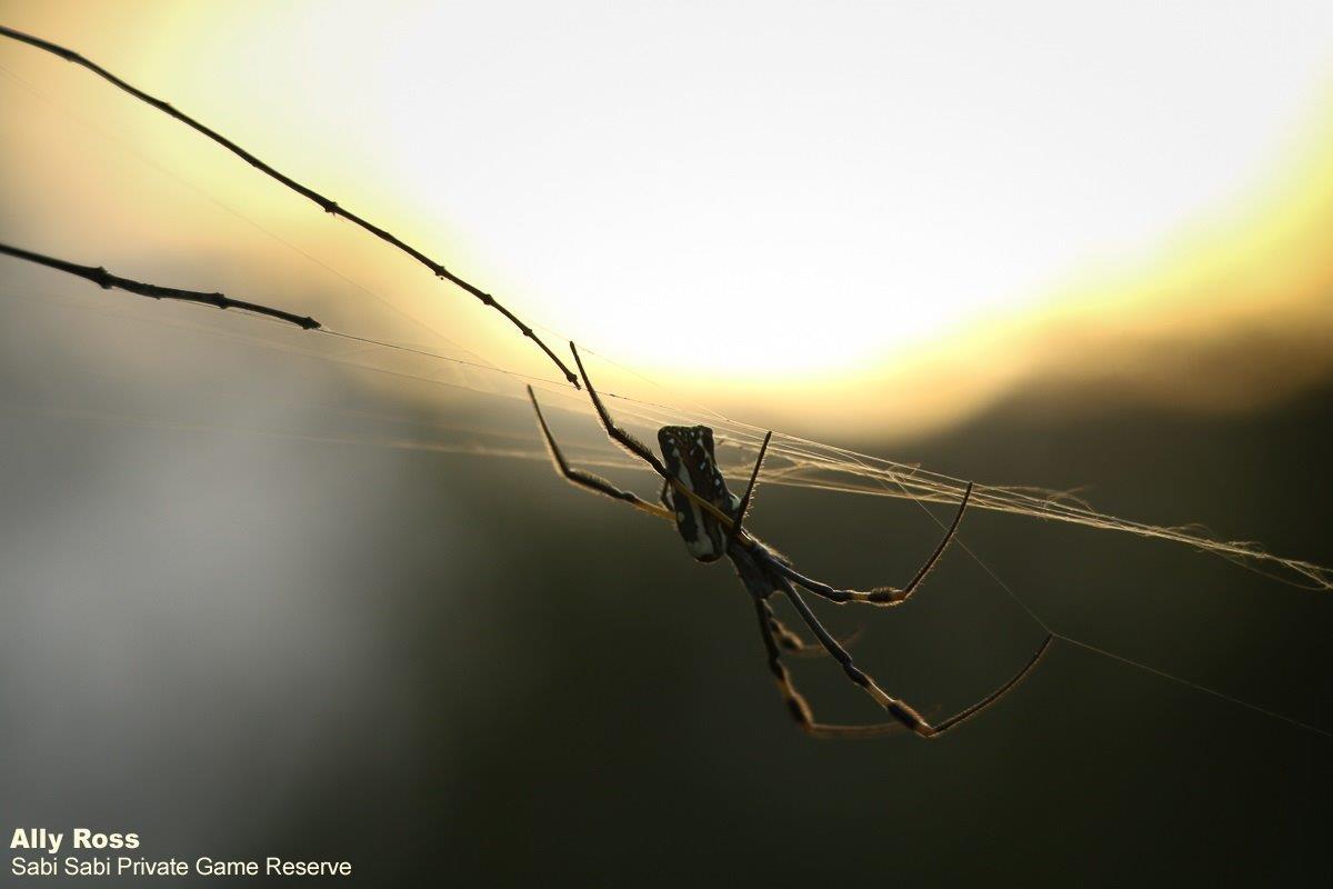 05Ally Ross 20210123 Orb Web Spider 02 Final