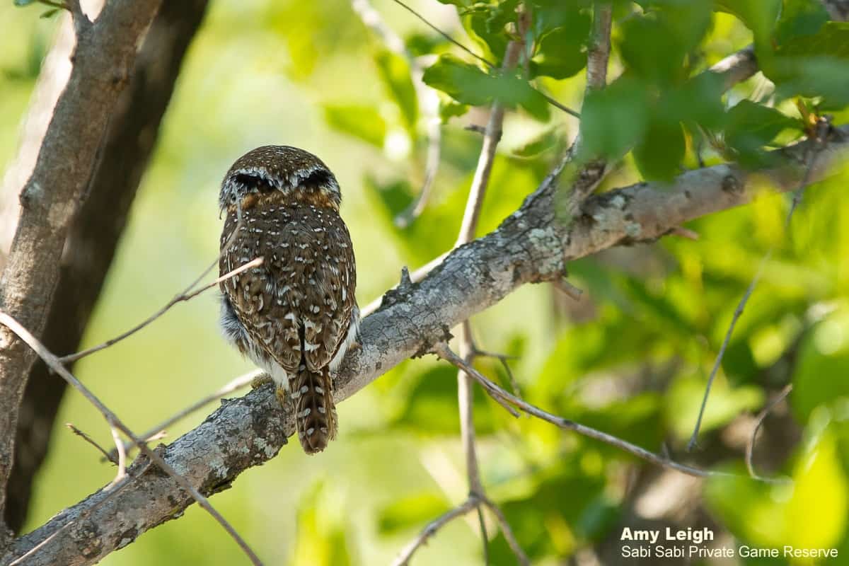 05Amy Leigh Pearl Spotted Owlet 4 151120 Final 05Amy Leigh Pearl Spotted Owlet 4 151120 Final