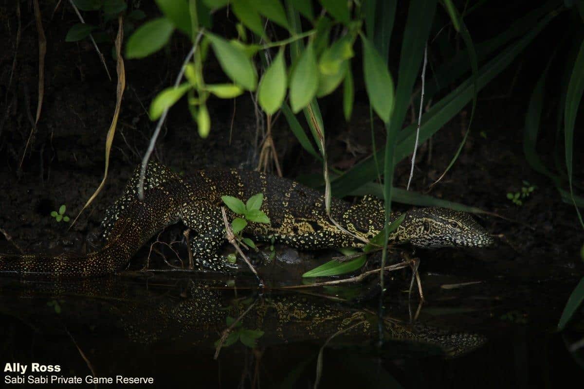06Ally Ross 20210117 Water Monitor 01 Final 06Ally Ross 20210117 Water Monitor 01 Final