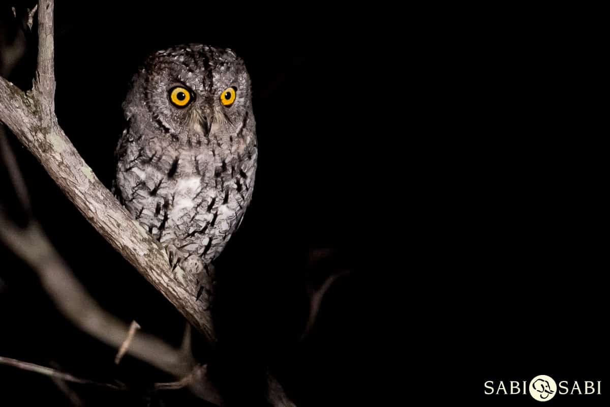 06Terry Ennever Scops Owl Final 06Terry Ennever Scops Owl Final