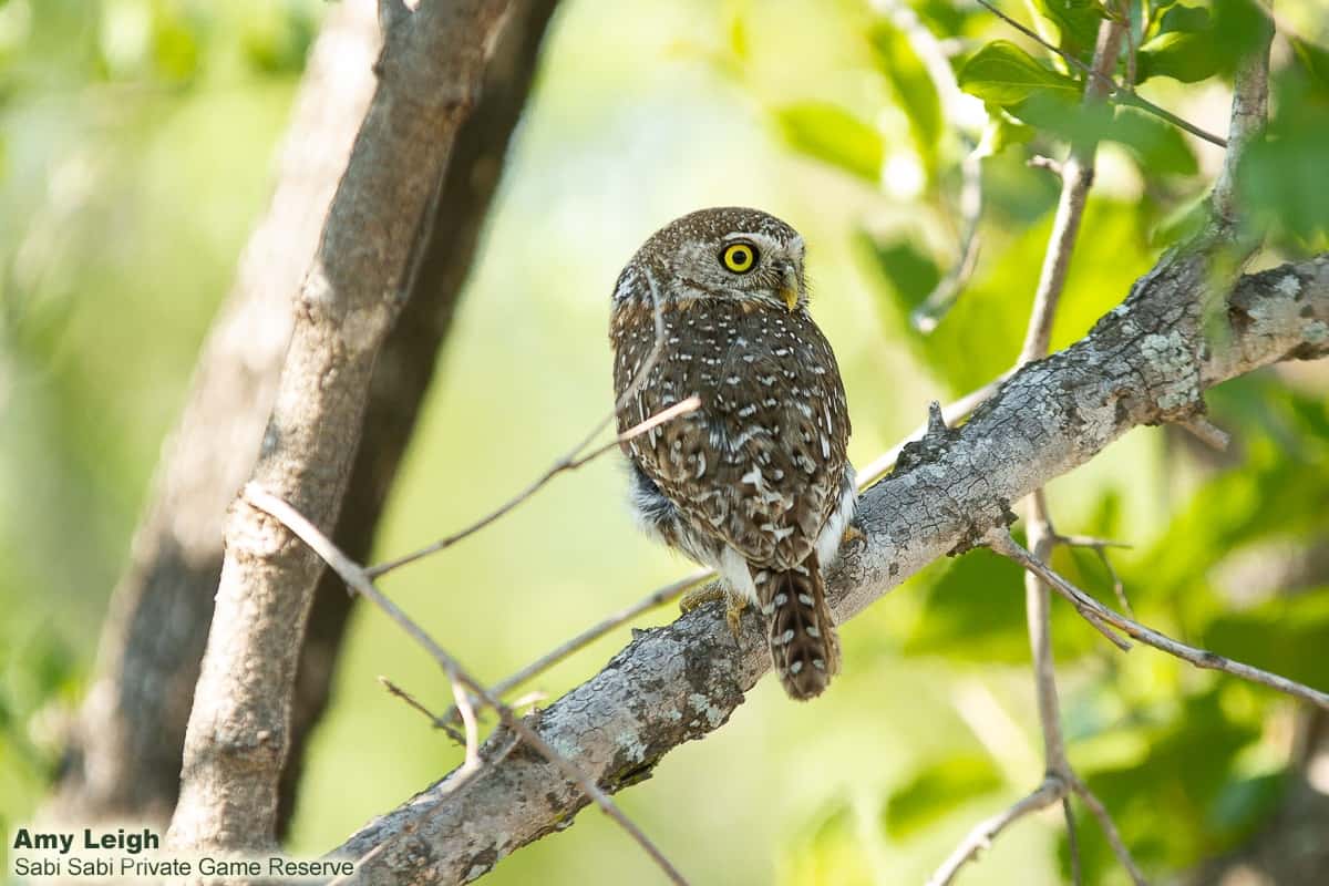07Amy Leigh Pearl Spotted Owlet 3 151120 Final 07Amy Leigh Pearl Spotted Owlet 3 151120 Final