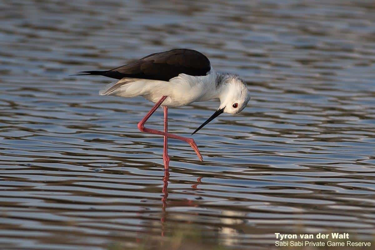 07Tyron Van Der Walt Black Winged Stilt 300720 2 Final 07Tyron Van Der Walt Black Winged Stilt 300720 2 Final