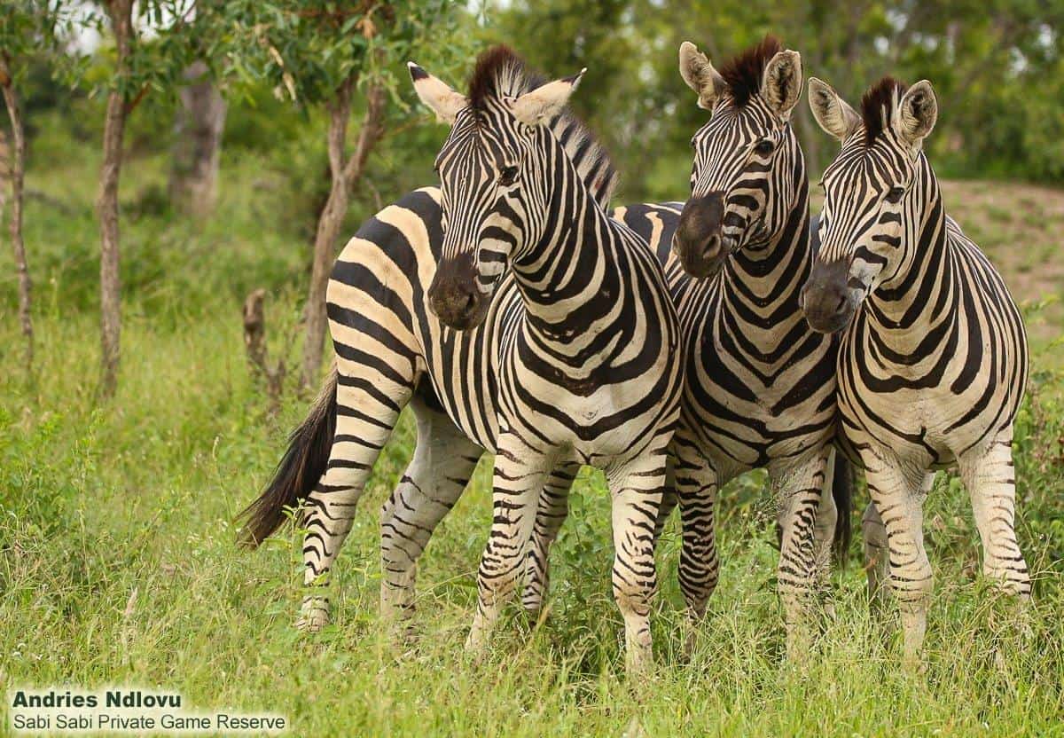 08andries Ndlovu Zebra 18.2.20 2 Final 08andries Ndlovu Zebra 18.2.20 2 Final