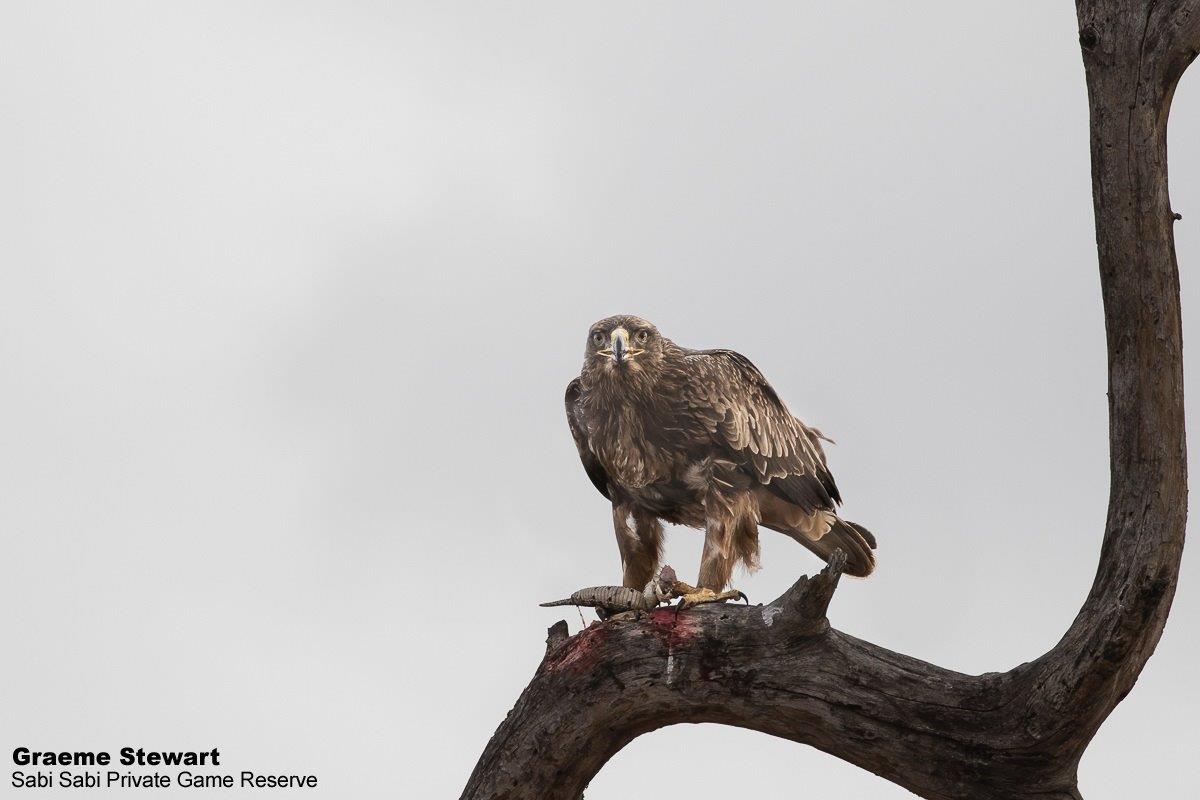 09Graeme Stewart Tawny Eagle 080720 Final 09Graeme Stewart Tawny Eagle 080720 Final