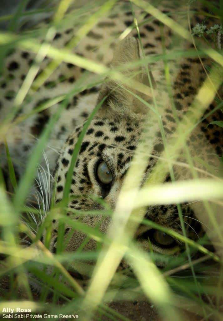 10Ally Ross 20210120 Kegilia 01  Final